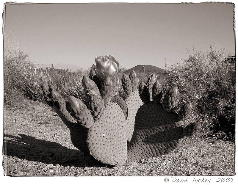 Small Cactus Infrared in the Mojave Desert, CA � Dave Hickey